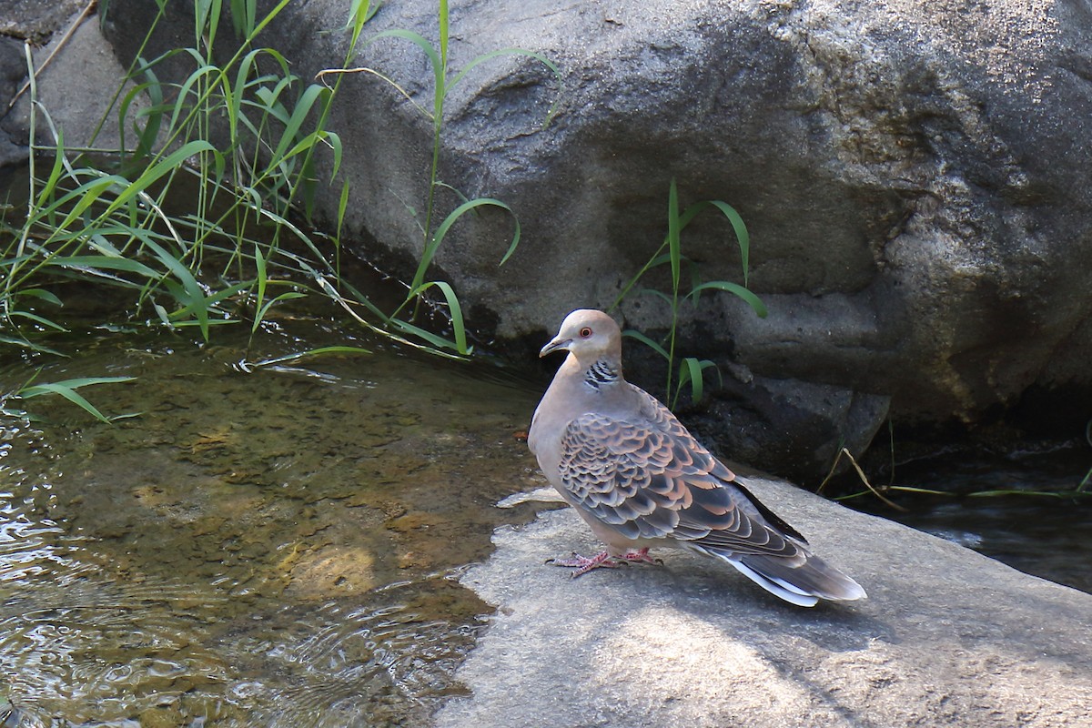 Oriental Turtle-Dove - Frank Pinilla