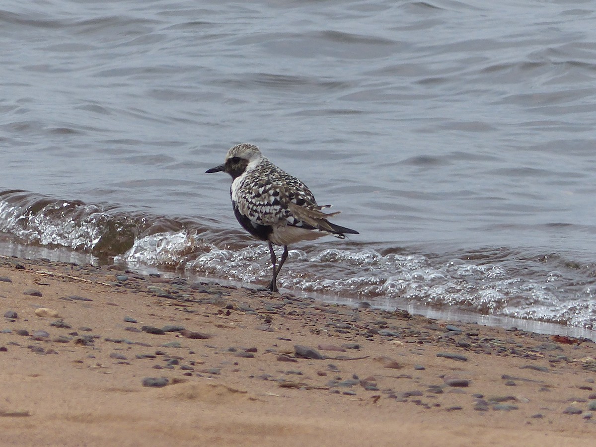 Black-bellied Plover - ML238583001