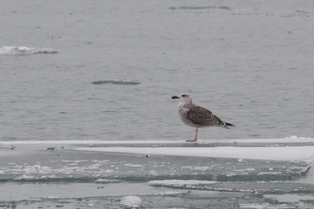 Great Black-backed Gull - ML23858411