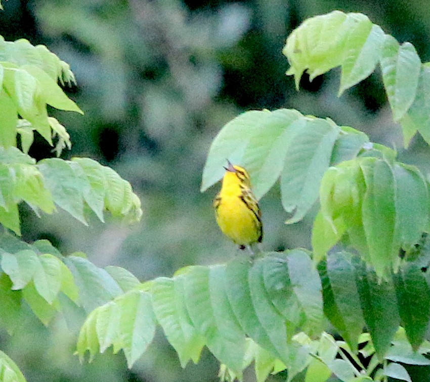 Prairie Warbler - ML238584111