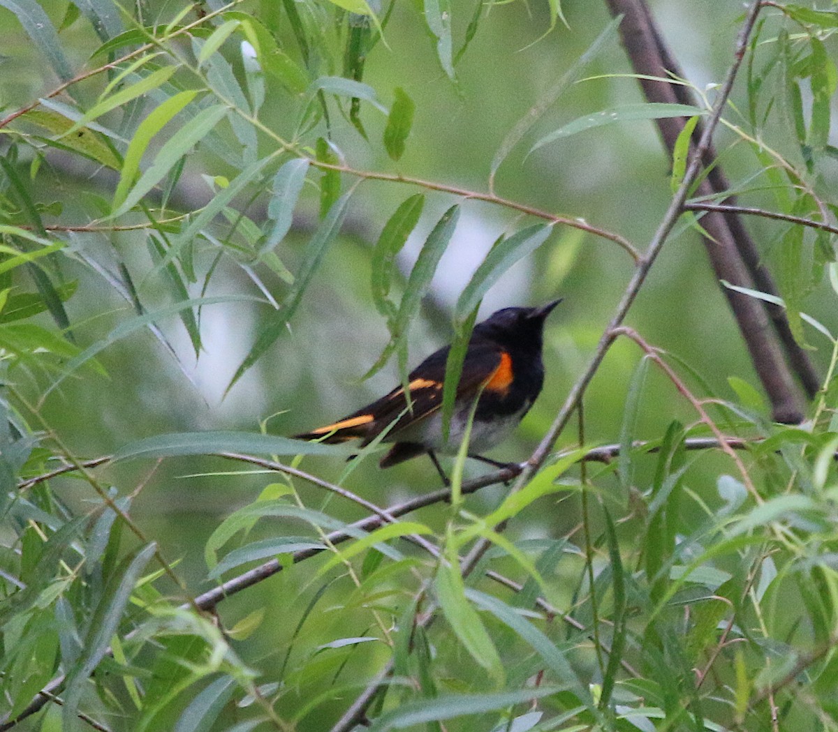 American Redstart - ML238584281