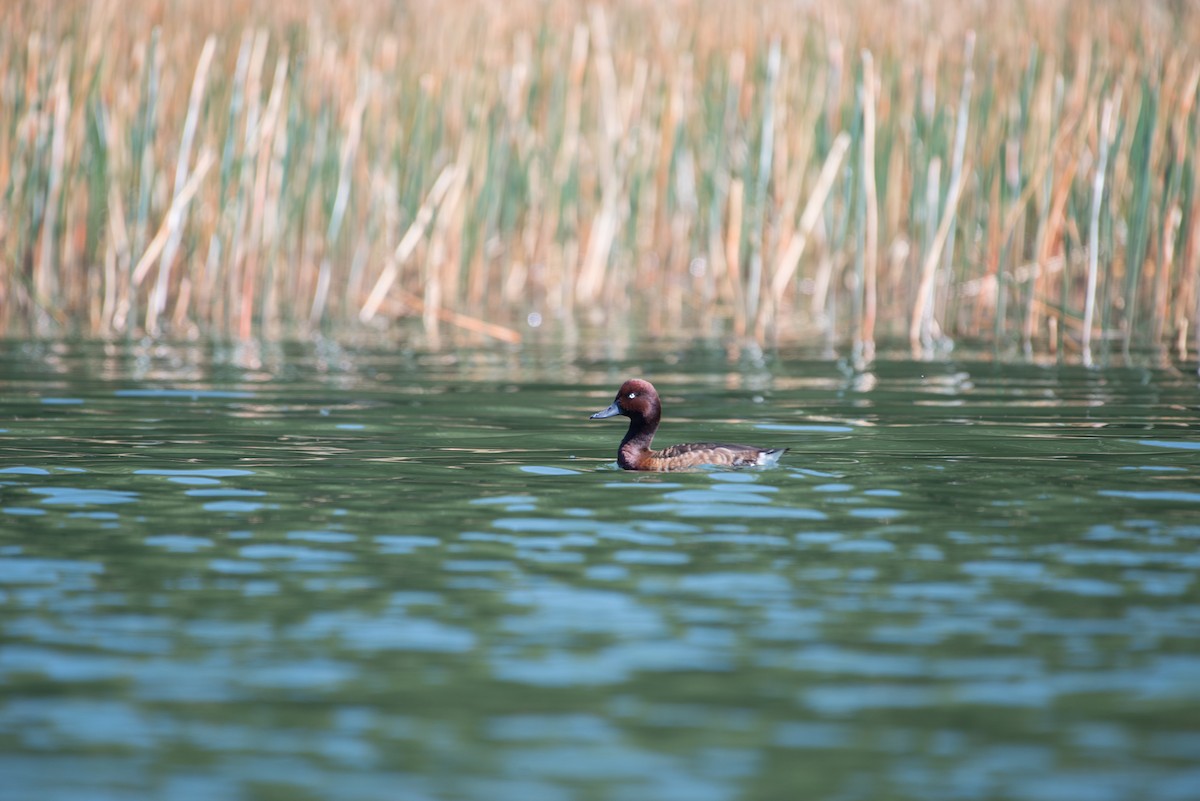 Madagascar Pochard - ML238584611