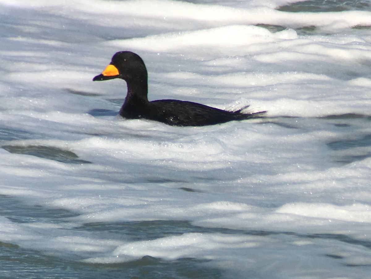 amerikasvartand - ML23858501