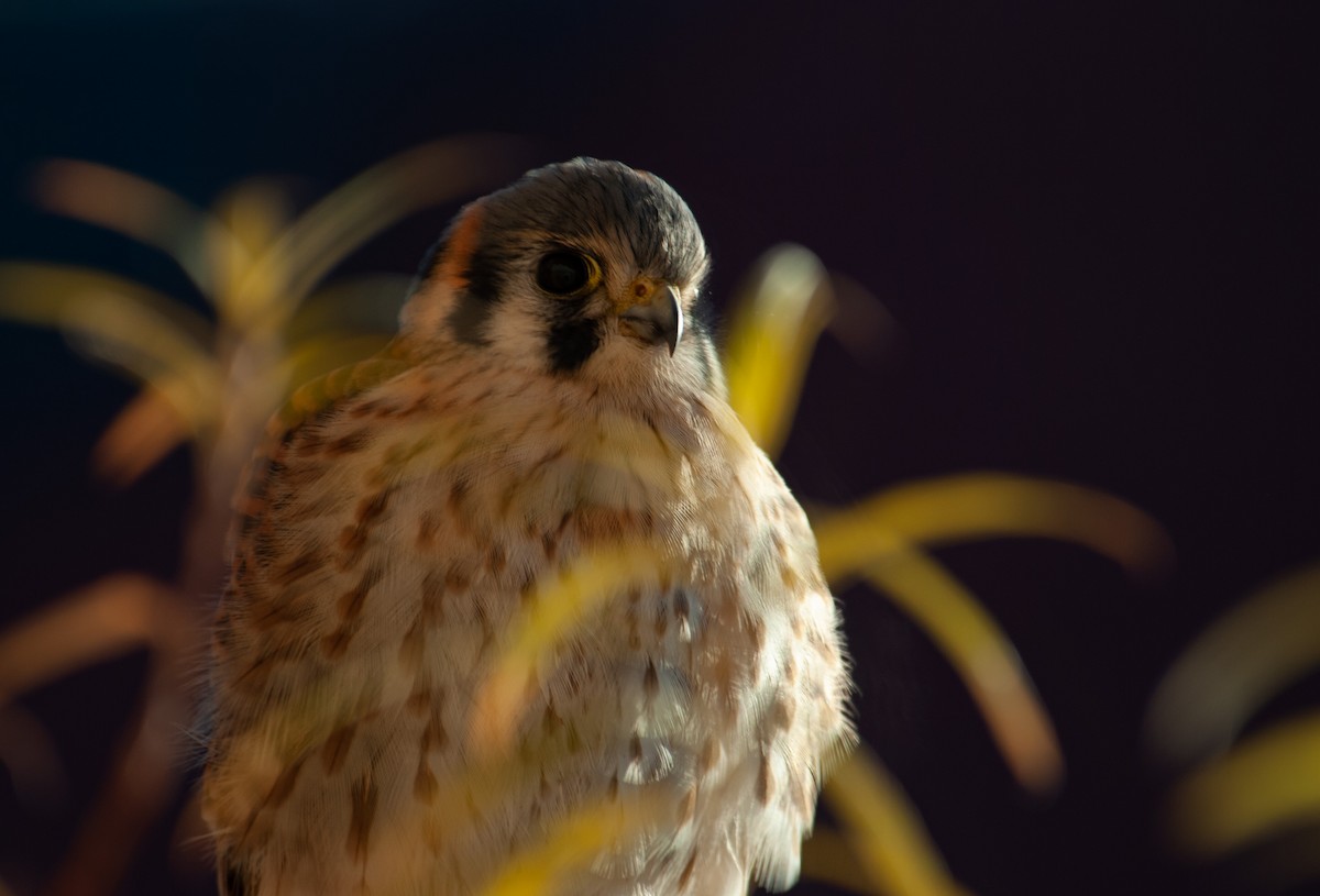 American Kestrel - ML238585531