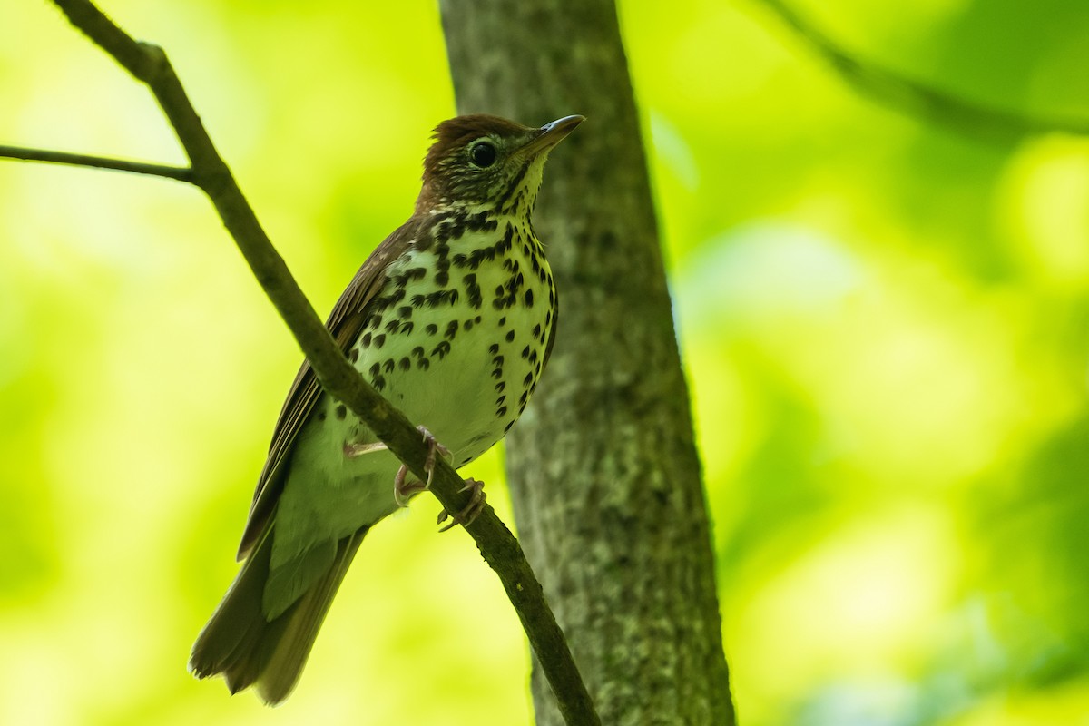 Wood Thrush - ML238585571