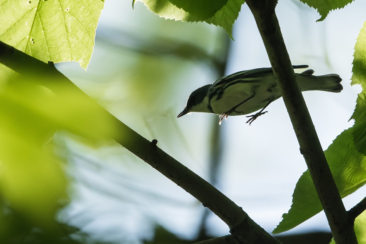 Blauwaldsänger - ML238585731