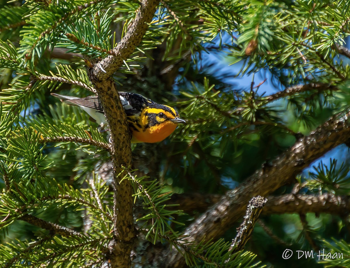 Blackburnian Warbler - ML238585991