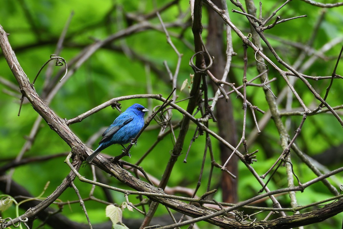 Indigo Bunting - ML238586031