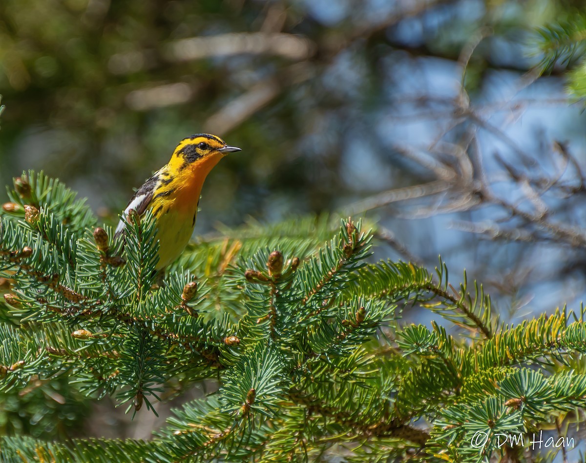 Blackburnian Warbler - ML238586061
