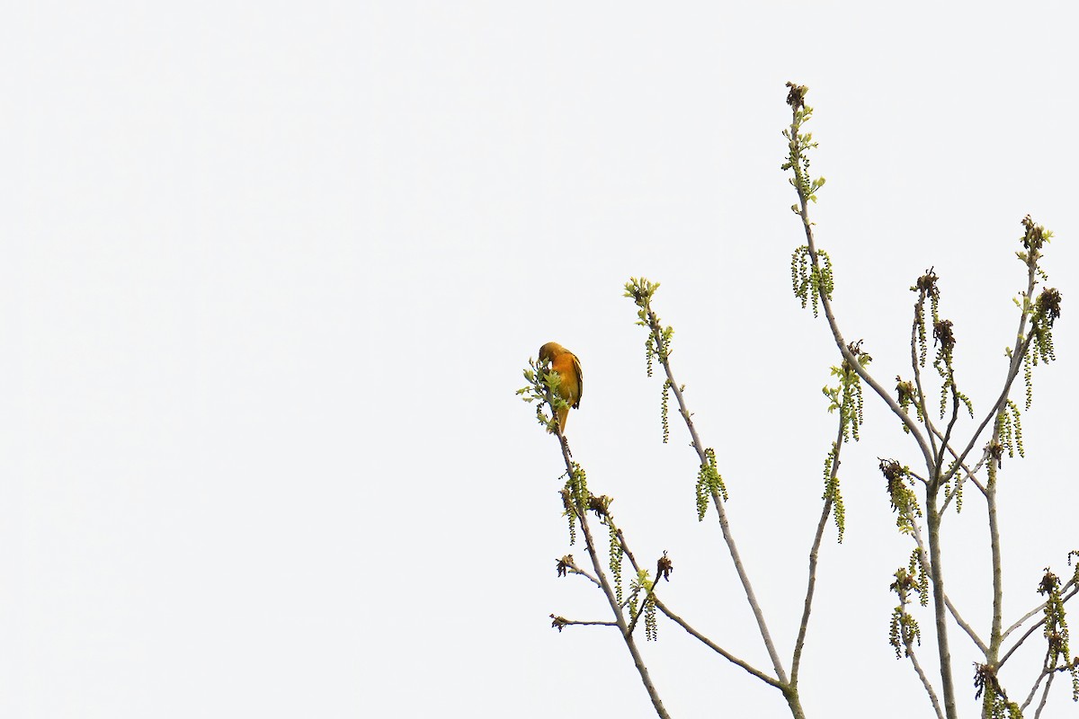 Baltimore Oriole - ML238586221