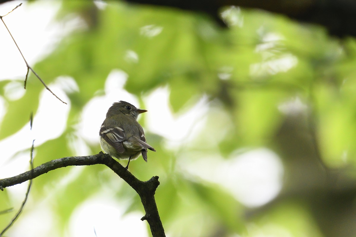 Acadian Flycatcher - ML238586301