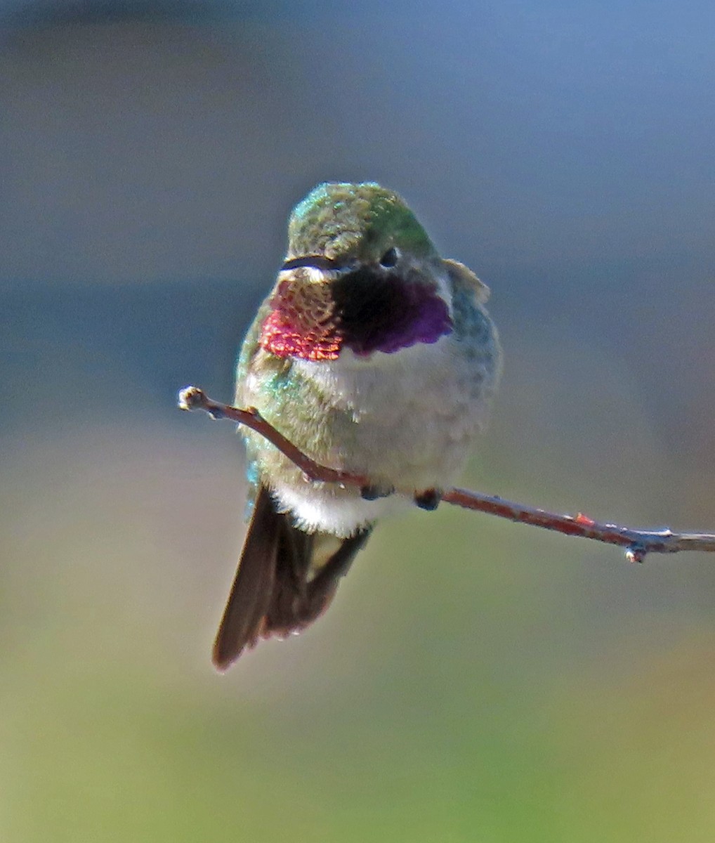 Colibri à queue large - ML238586451