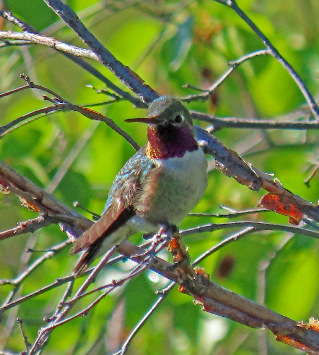 Broad-tailed Hummingbird - ML238586851