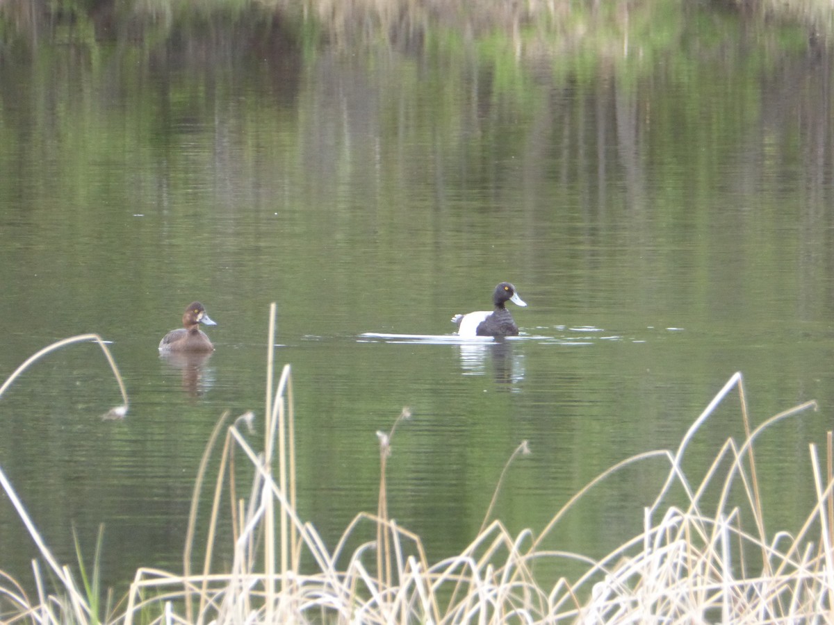 Greater Scaup - ML238588361