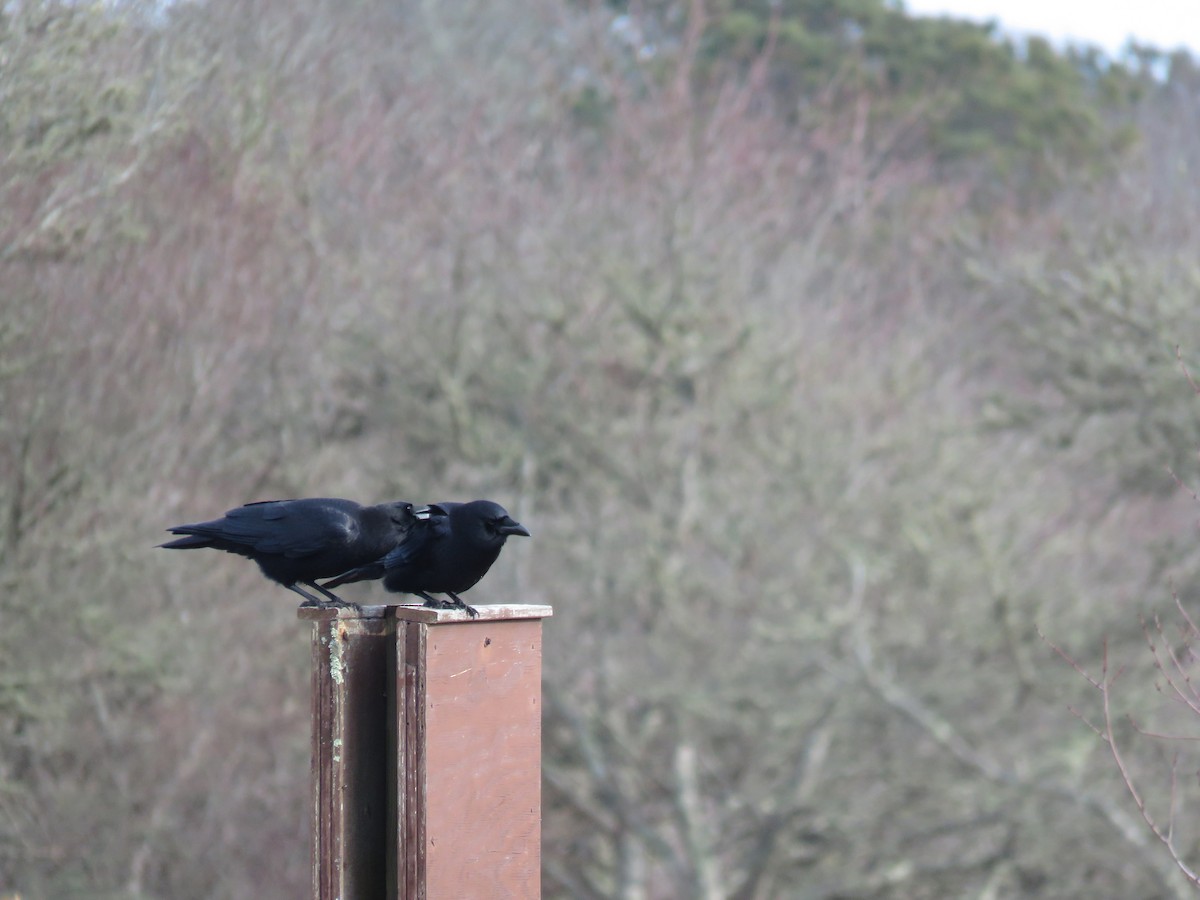 American Crow - ML23858901