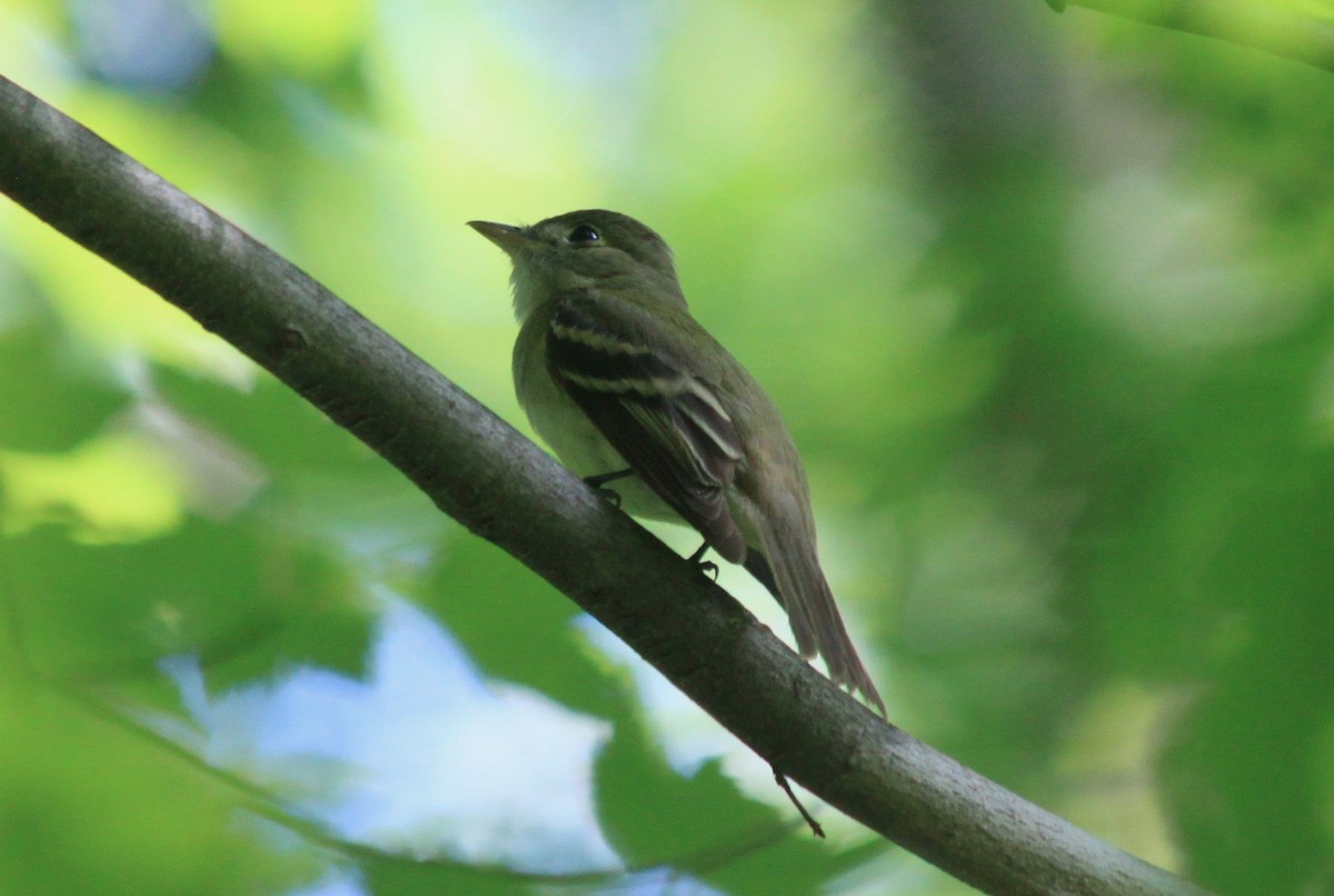 Acadian Flycatcher - ML238590521