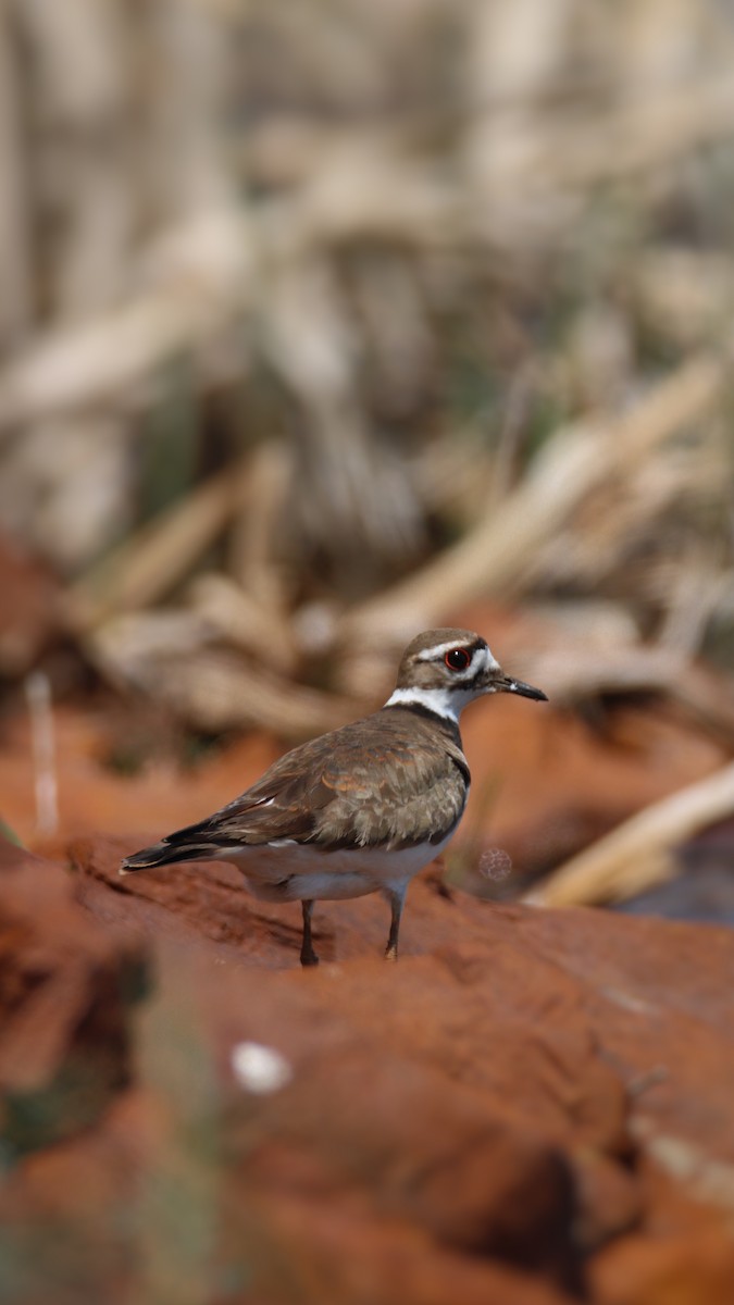 Killdeer - Jeff Plante