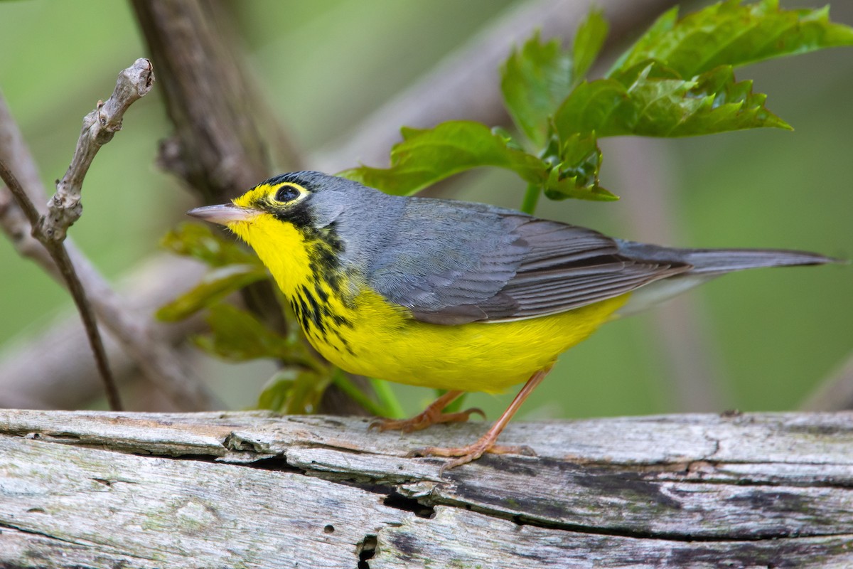 Canada Warbler - Michael Nelson