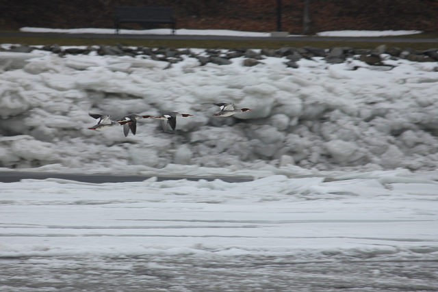 Common Merganser - Carl Alessi