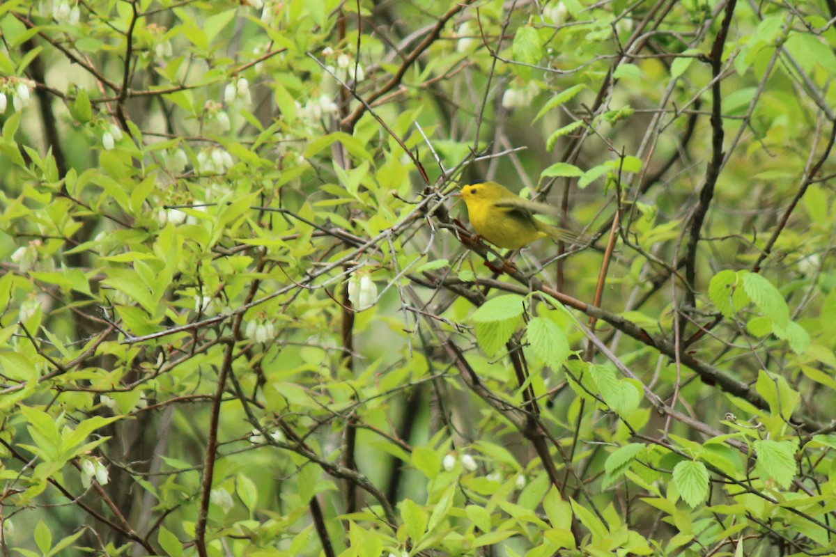 Wilson's Warbler - Matthew Karns