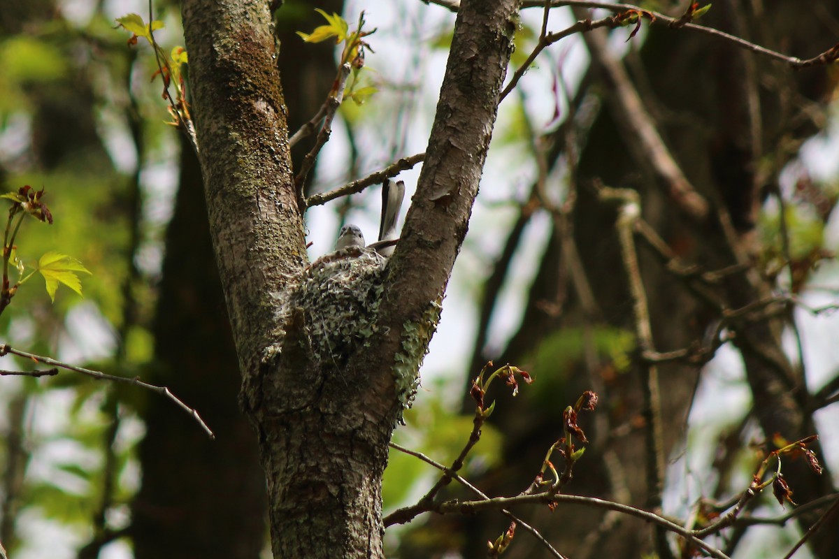 Blue-gray Gnatcatcher - Matthew Karns