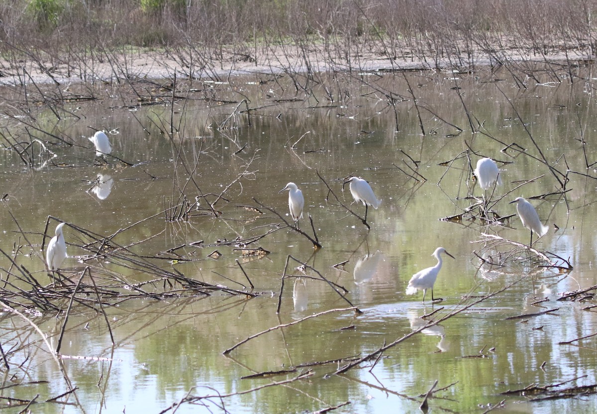 Aigrette neigeuse - ML238598331