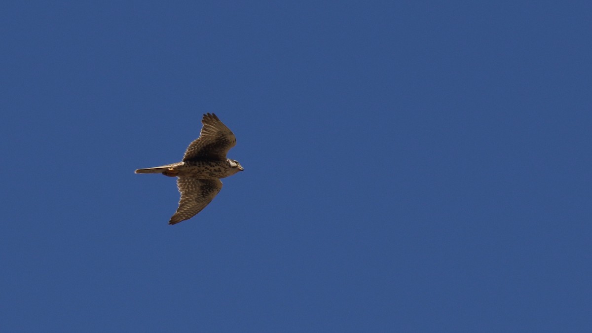 Prairie Falcon - ML238598751