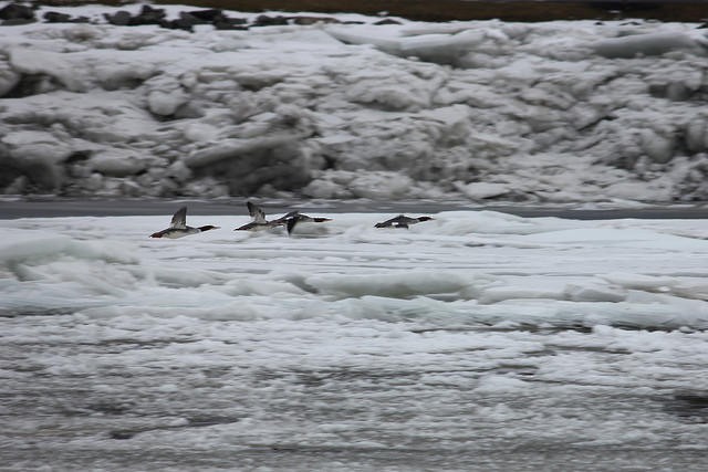 Common Merganser - ML23859891