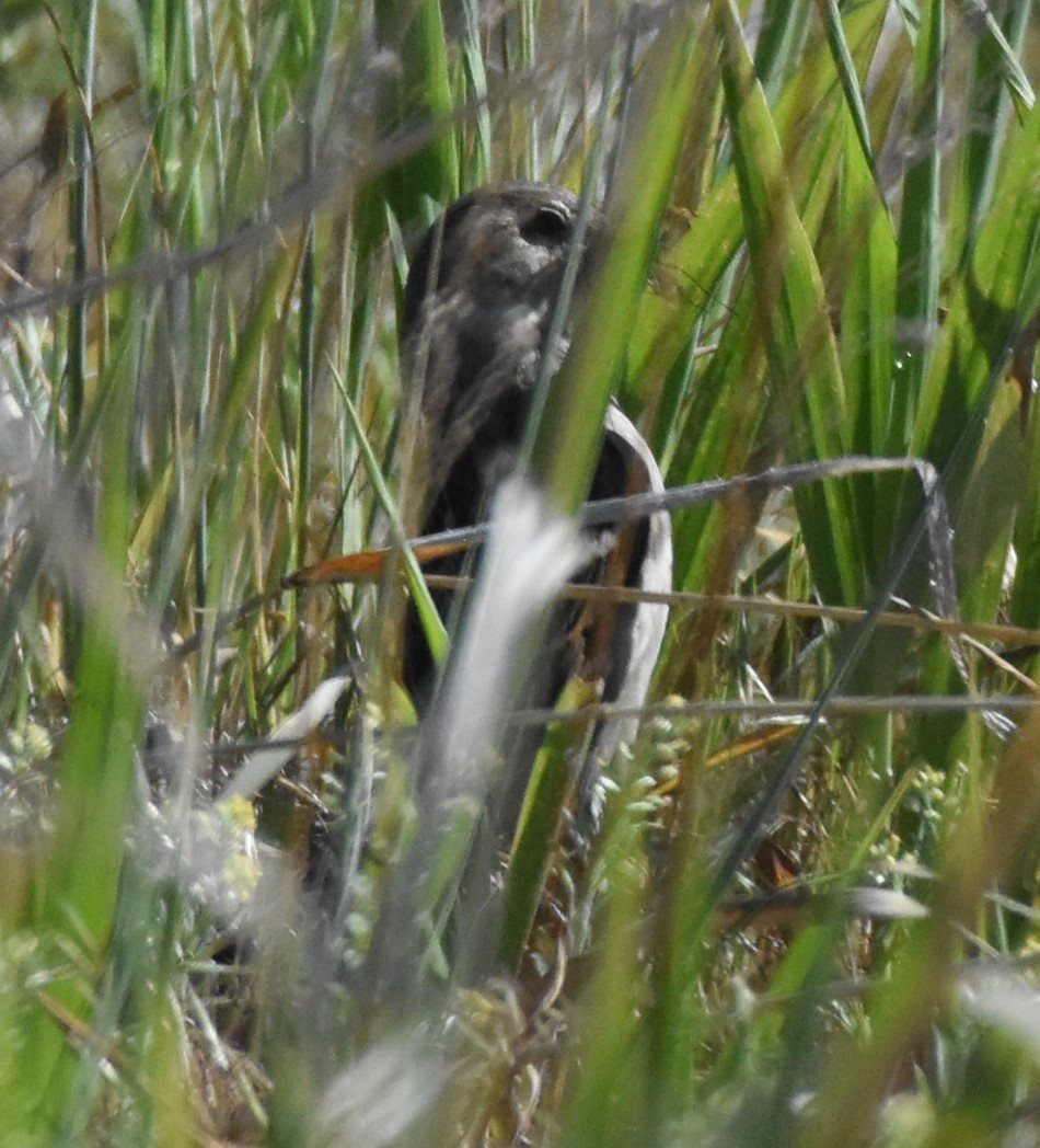 passerine sp. - Rob Cassady