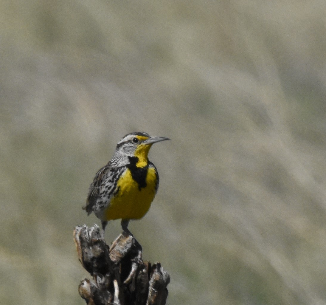 Western Meadowlark - ML238599751