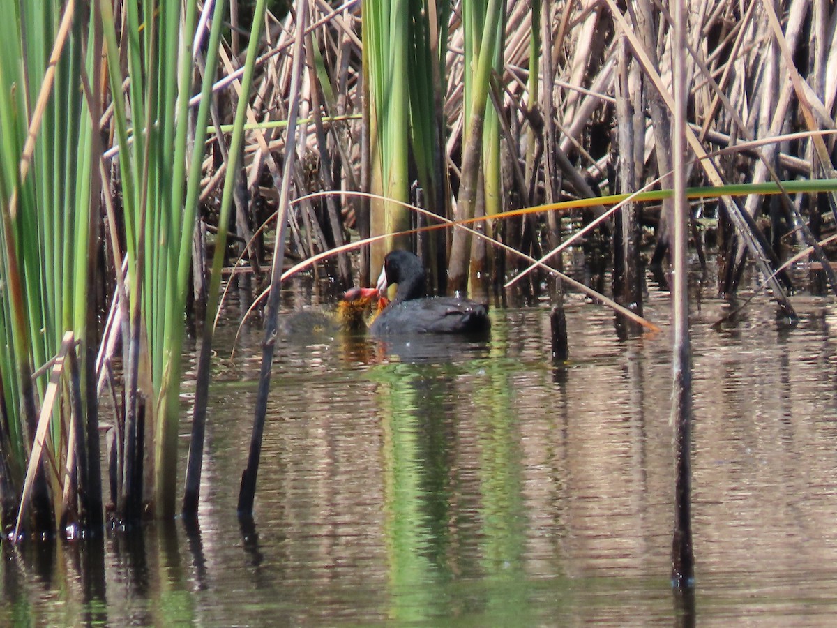 American Coot - Manolo Turner