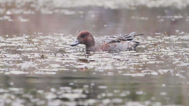 Eurasian Wigeon - ML238601911