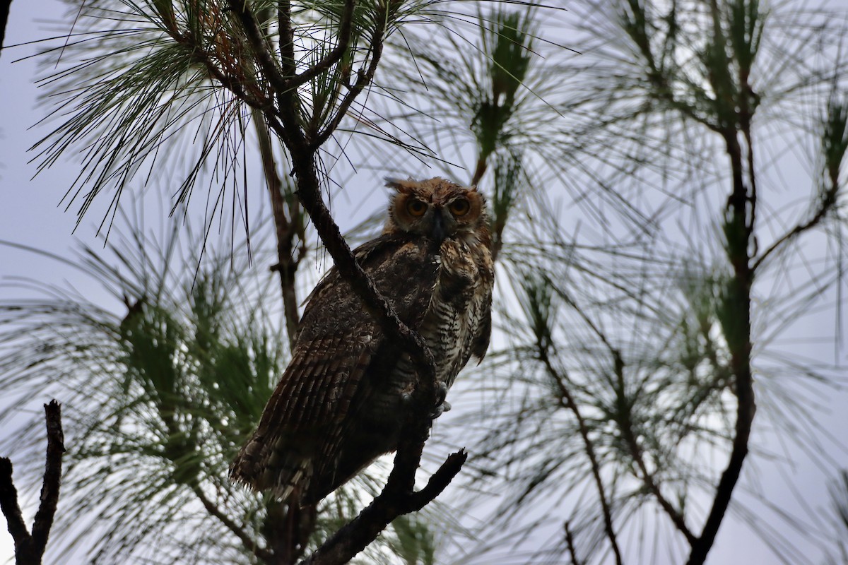 Great Horned Owl - ML238602231