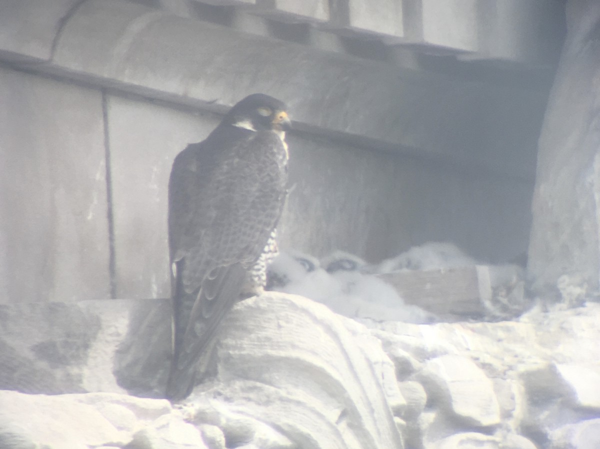 Peregrine Falcon - ML238603001