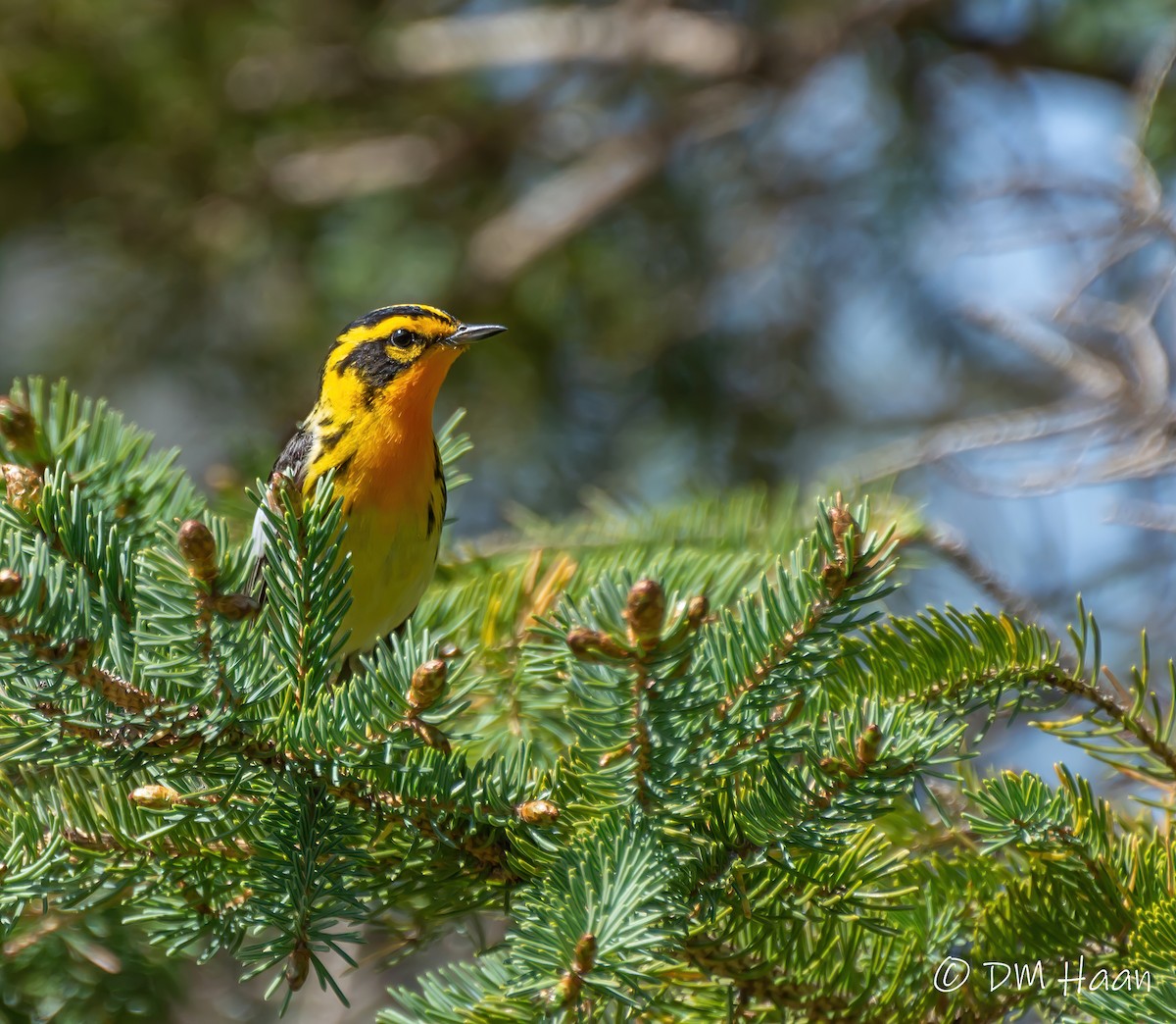 Blackburnian Warbler - ML238603541