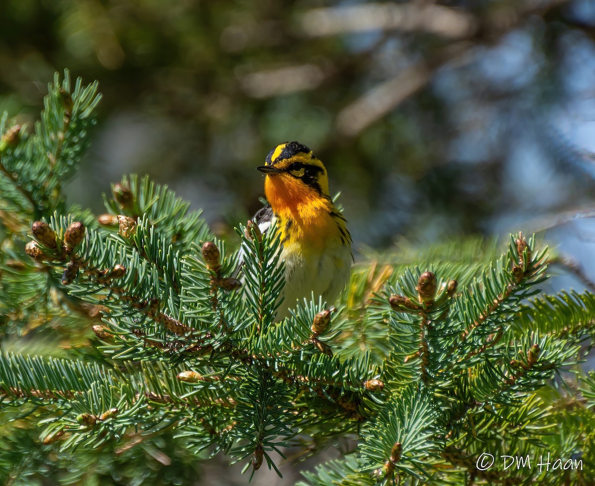 Blackburnian Warbler - ML238603561