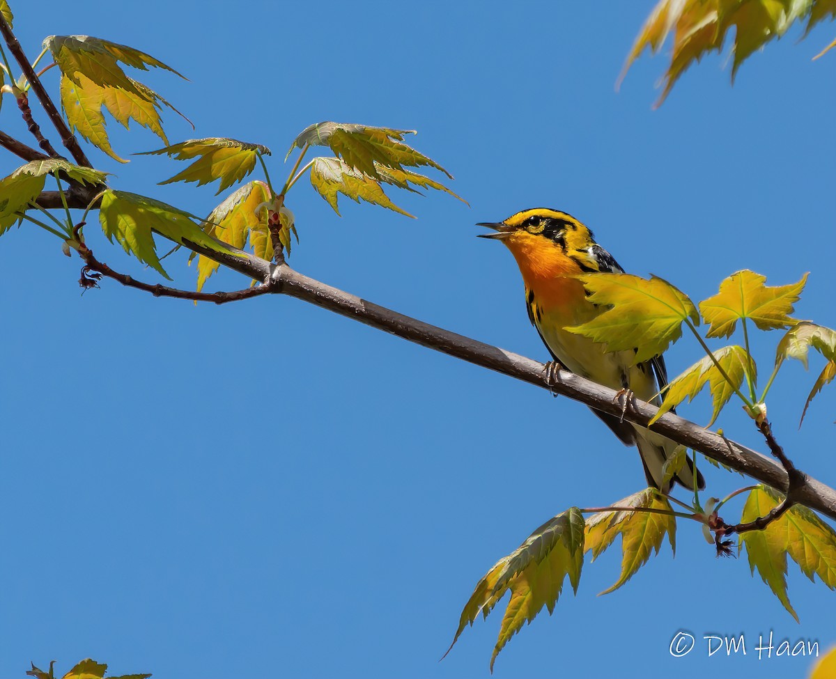 Blackburnian Warbler - ML238603571
