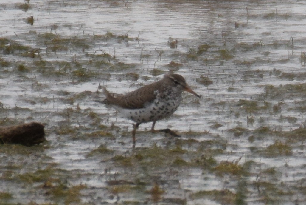 Spotted Sandpiper - Joe Cochran