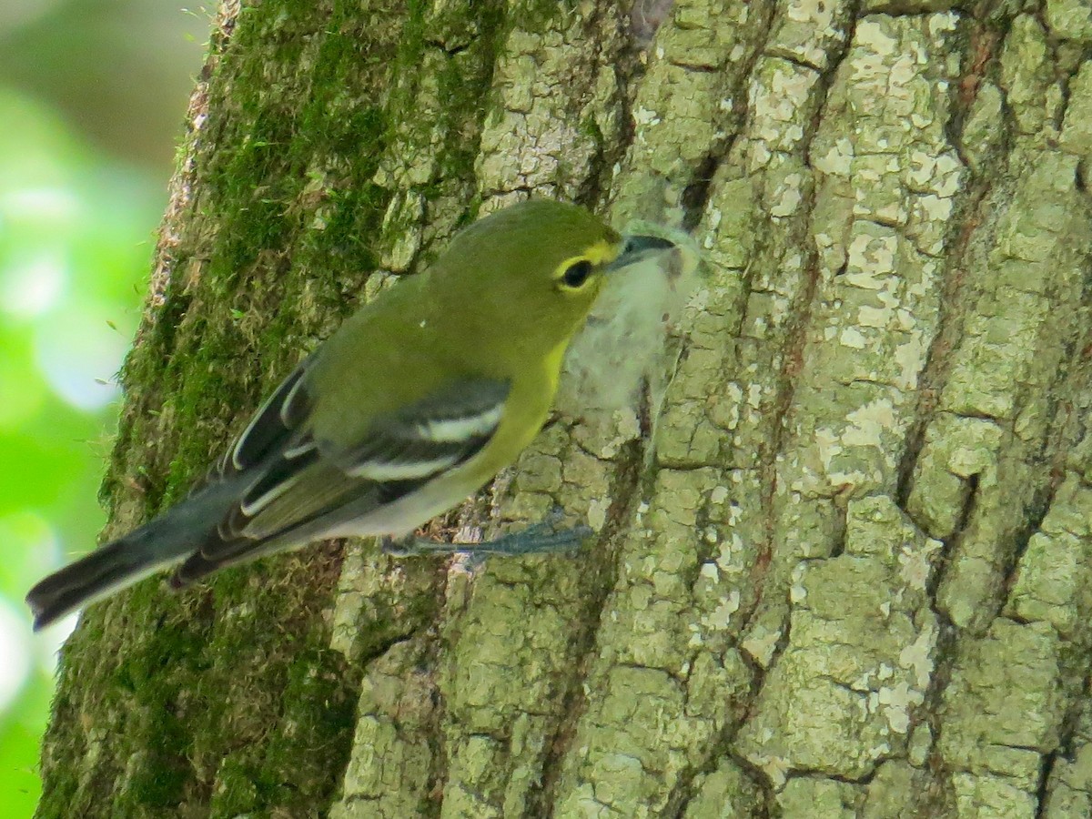 Viréo à gorge jaune - ML238607431