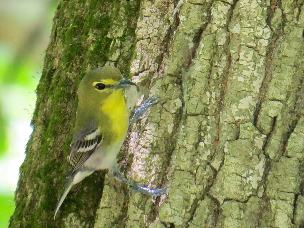 Viréo à gorge jaune - ML238607491