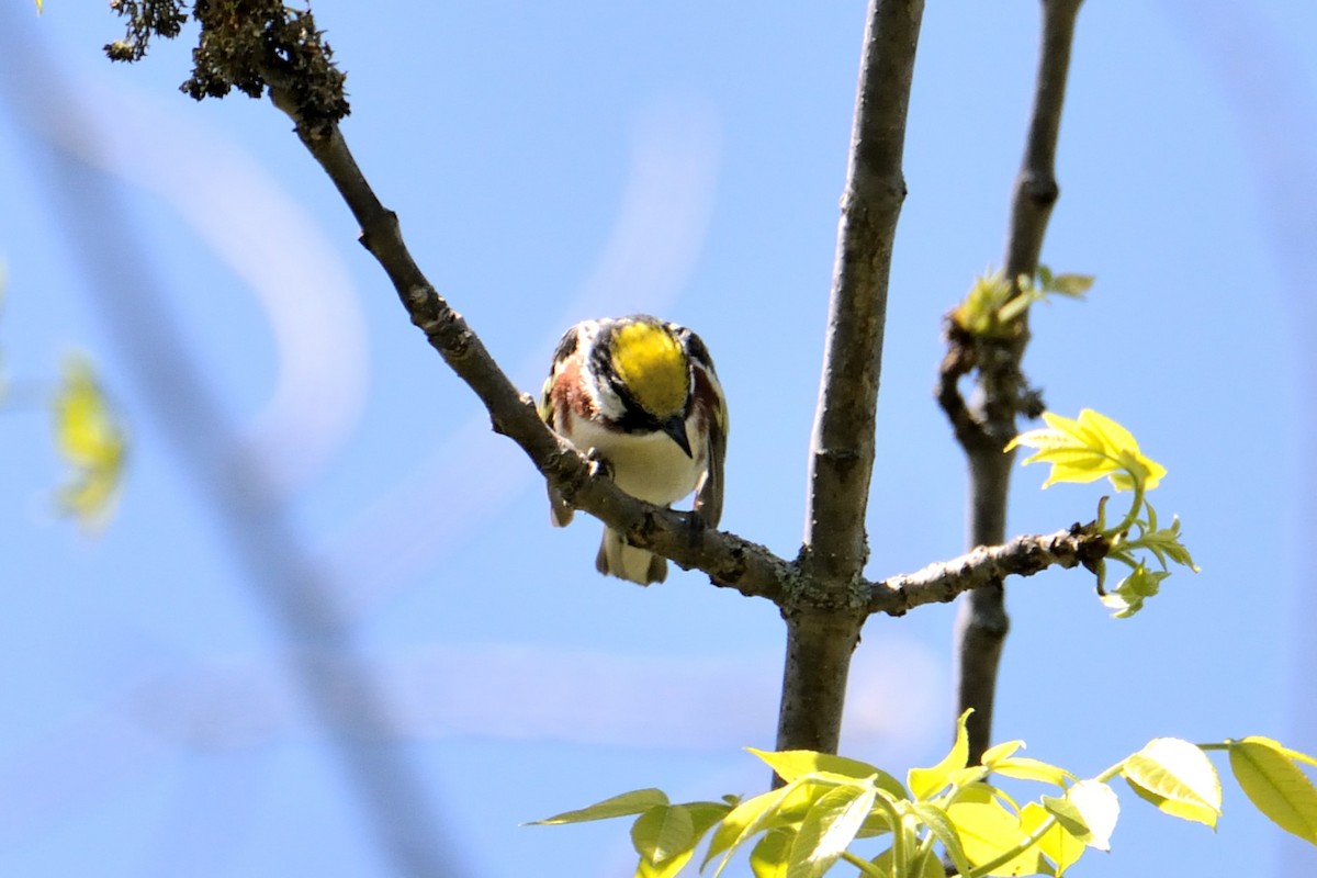 Chestnut-sided Warbler - ML238609621