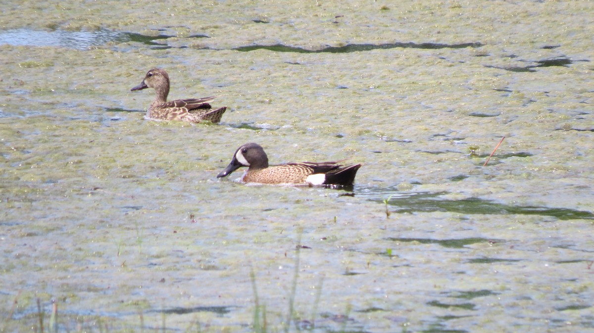 Blue-winged Teal - ML238610261