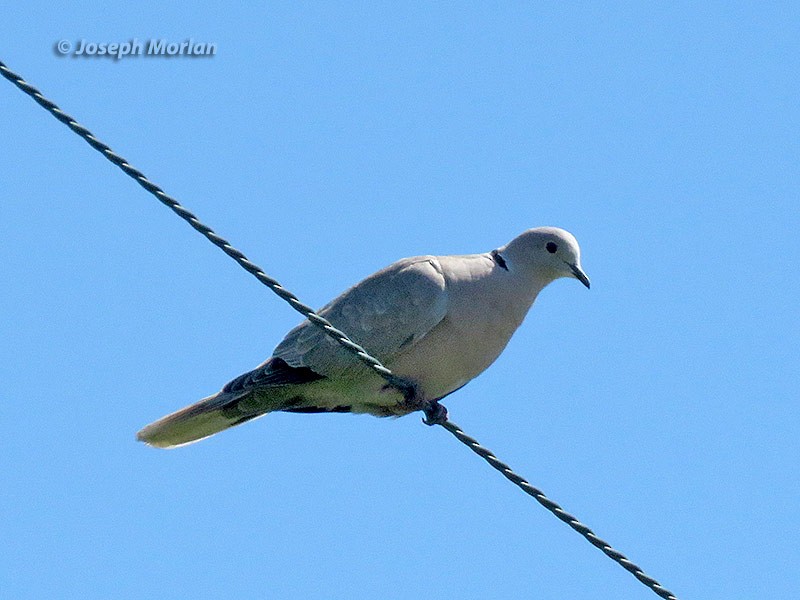 Eurasian Collared-Dove - ML238610751