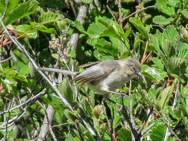 Bushtit - ML238610861