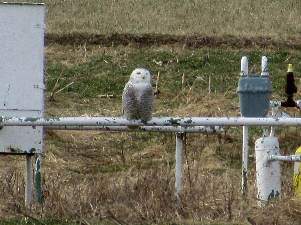Snowy Owl - ML23861341
