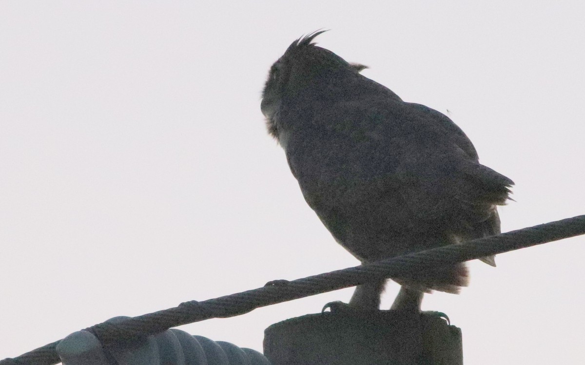 Great Horned Owl - ML238613561