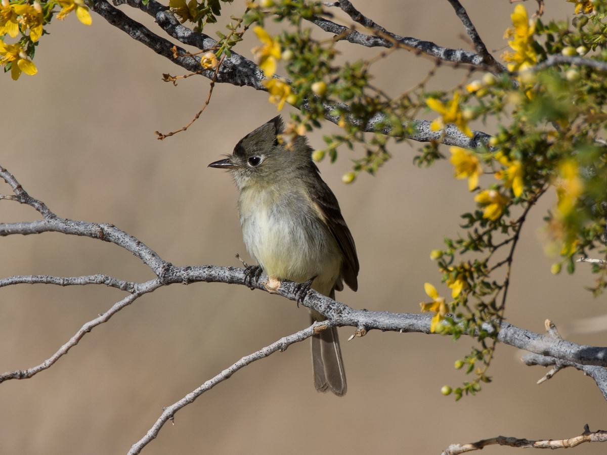 Dusky Flycatcher - Jim Scarff