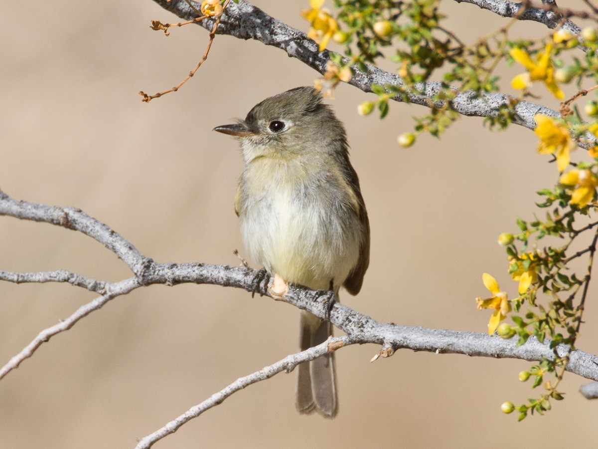 Dusky Flycatcher - Jim Scarff