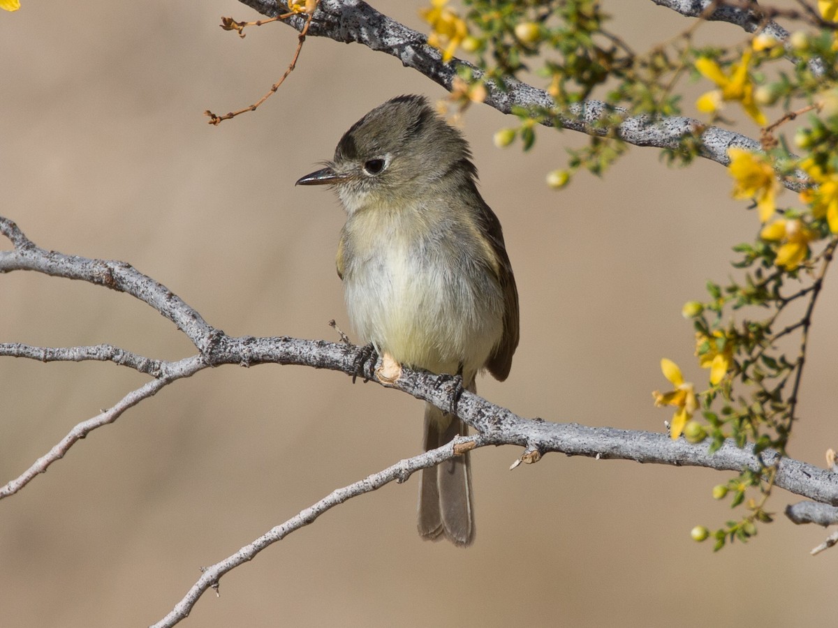 Dusky Flycatcher - ML238613851