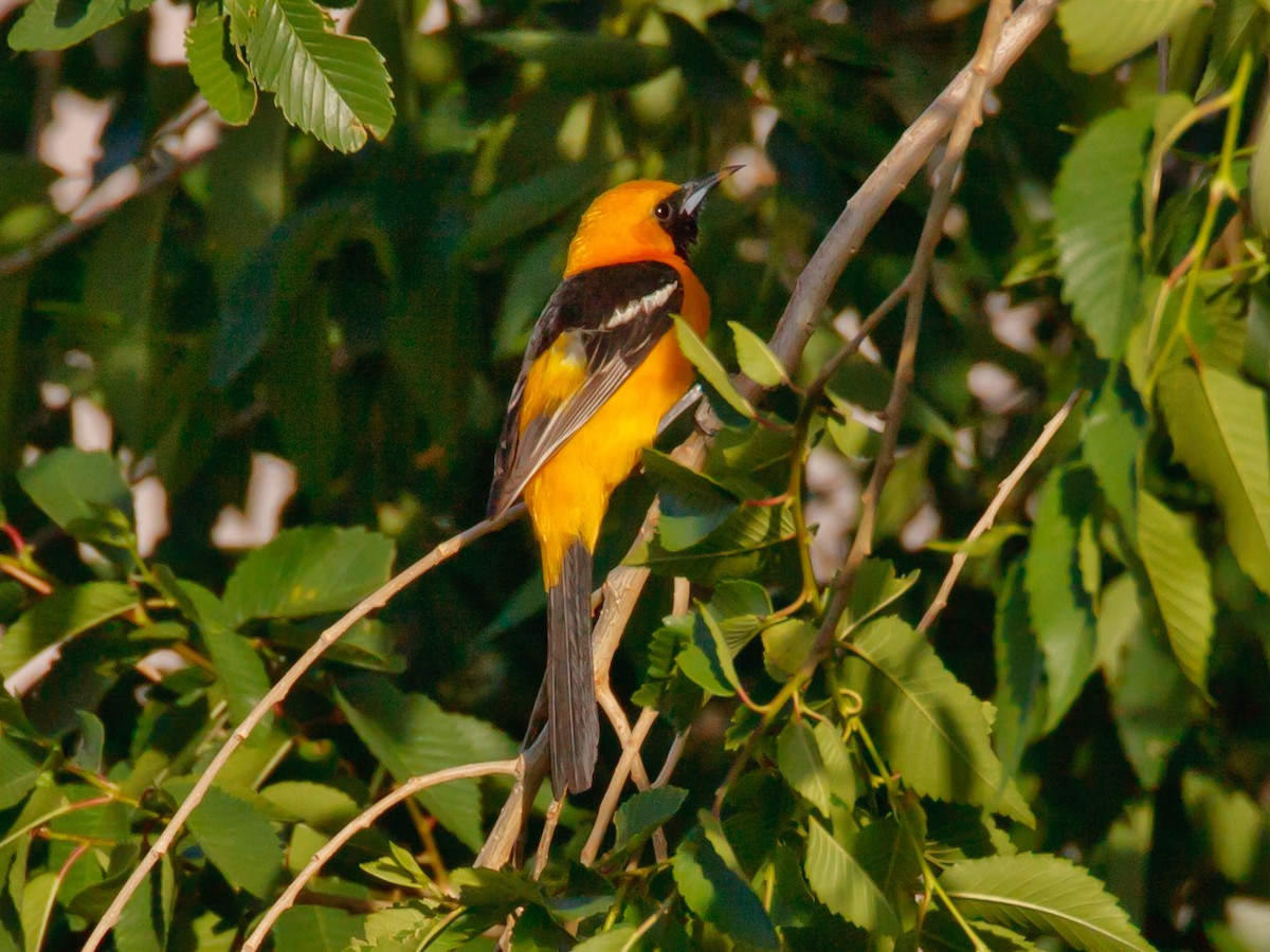 Hooded Oriole - Jim Scarff